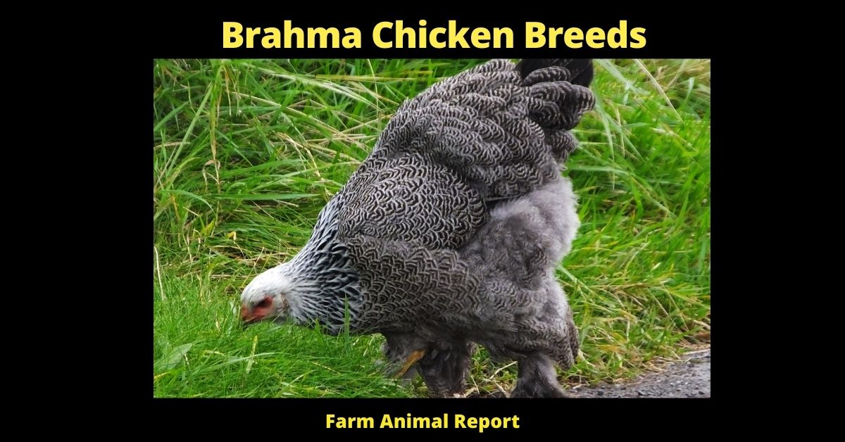 Brahma Chicken Colors | Brahmas | Brahma Chickens Breeds | PDF | Eggs| Lifespan 3