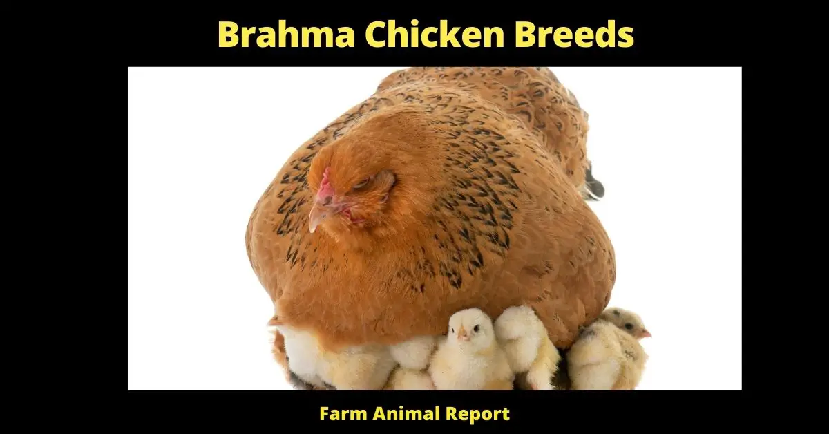 Brahma Chicken Breeds
