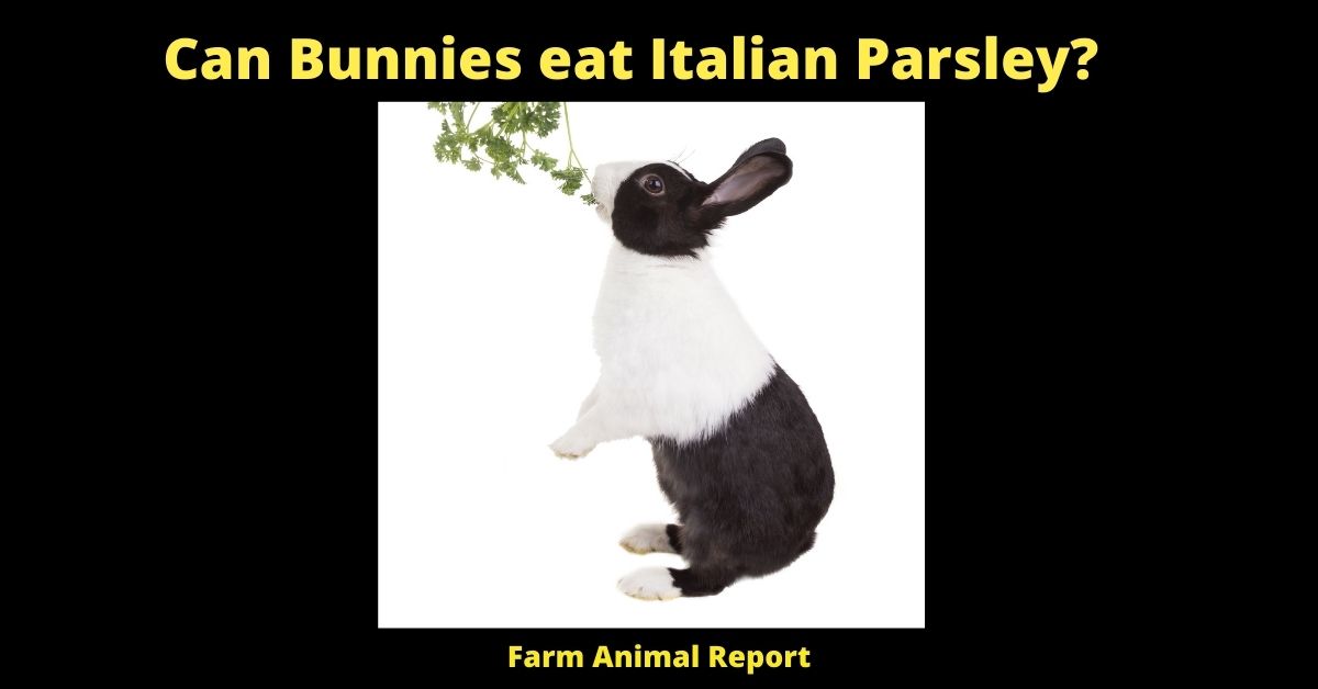 Can Rabbits Eat Parsley? | Bunnies 1