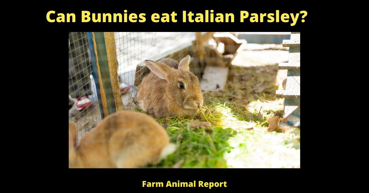 Can Rabbits Eat Parsley? | Bunnies 2