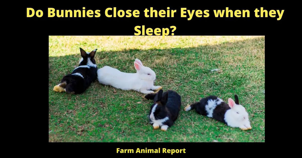 Do Bunnies Close their Eyes when they Sleep? | Bunnies 1