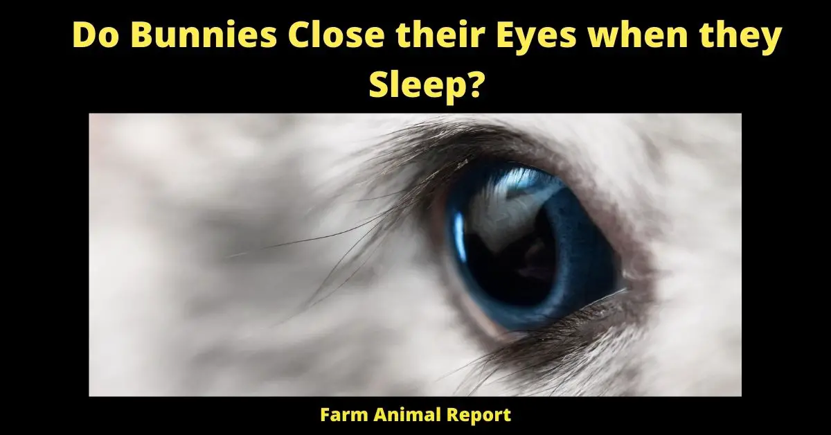 Do Bunnies Close their Eyes when they Sleep? | Bunnies 2
