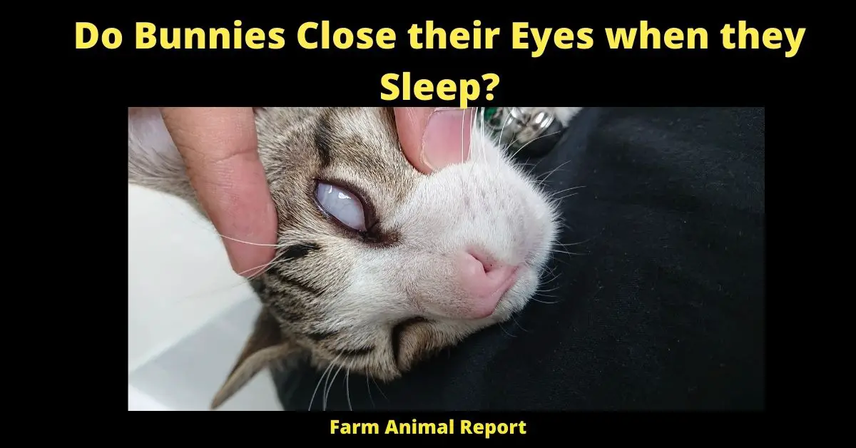 Do Bunnies Close their Eyes when they Sleep?