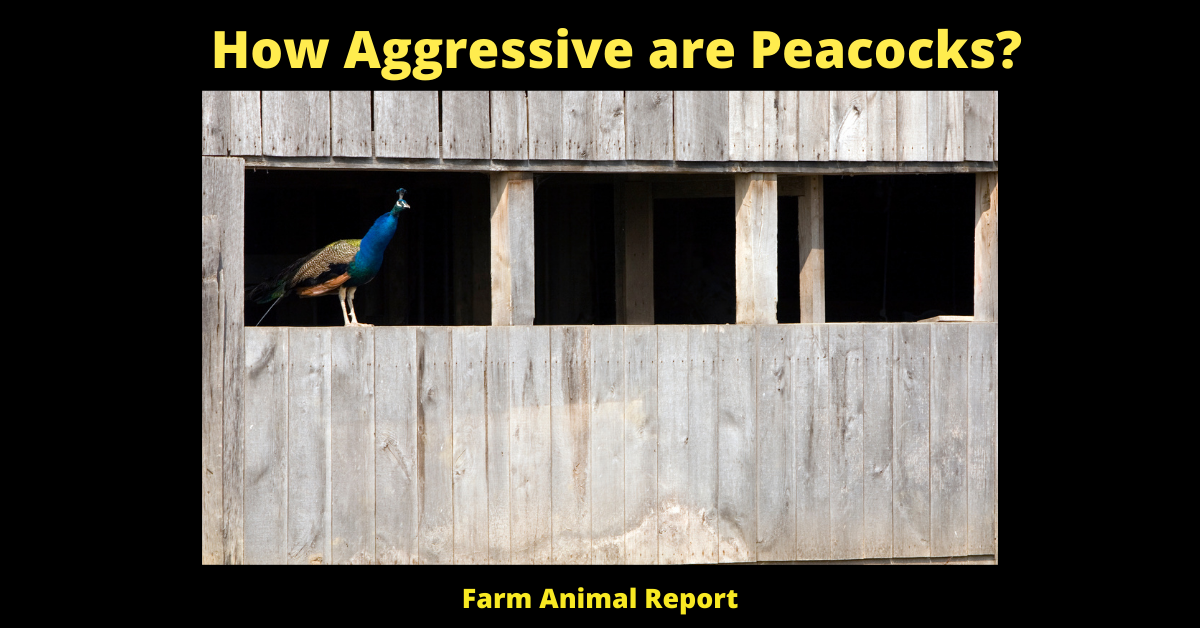 How Aggressive are Peacocks? | Peacocks 2