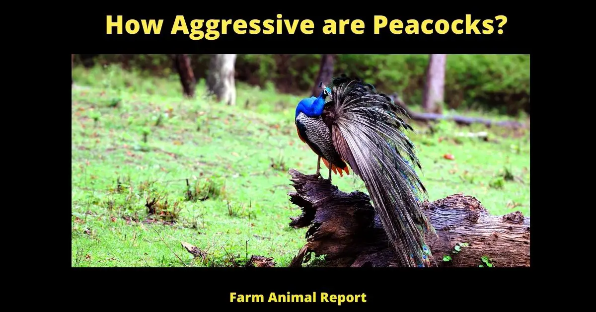 How Aggressive are Peacocks?