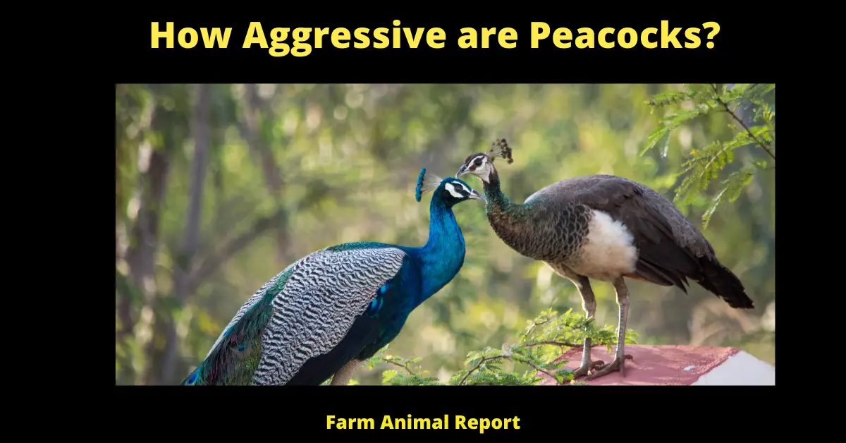 How Aggressive are Peacocks? | Peacocks 1