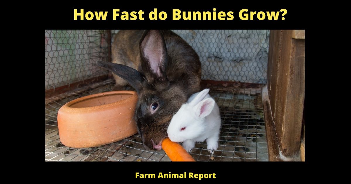 How Fast do Bunnies Grow? | Bunnies 2