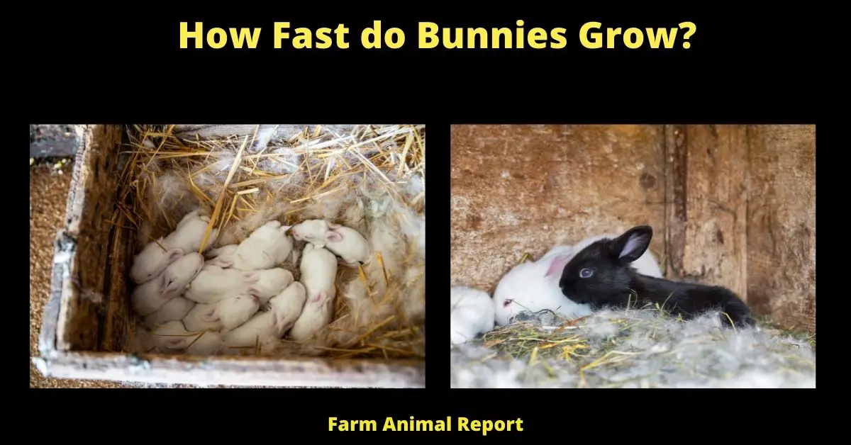 How Fast do Bunnies Grow?