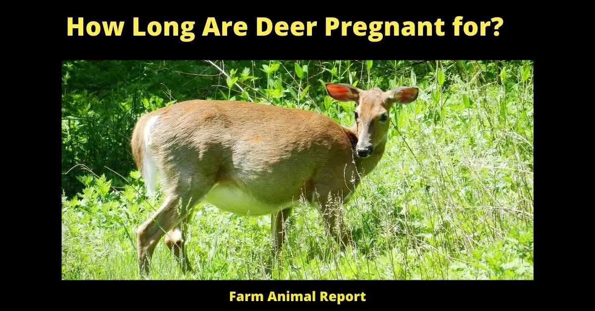<br>How Long Are Deer Pregnant for? | Deer 1