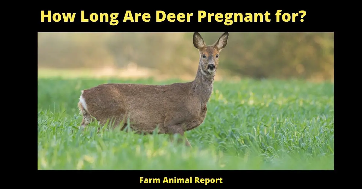 <br>How Long Are Deer Pregnant for? | Deer 2