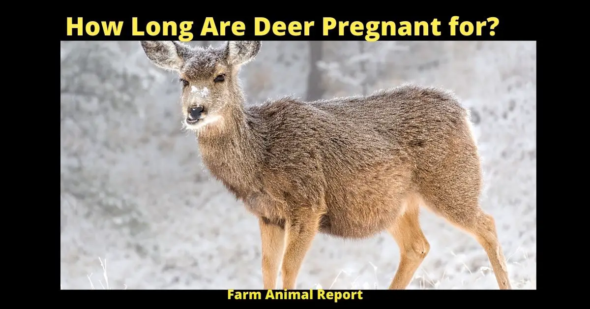 <br>How Long Are Deer Pregnant for? | Deer 3