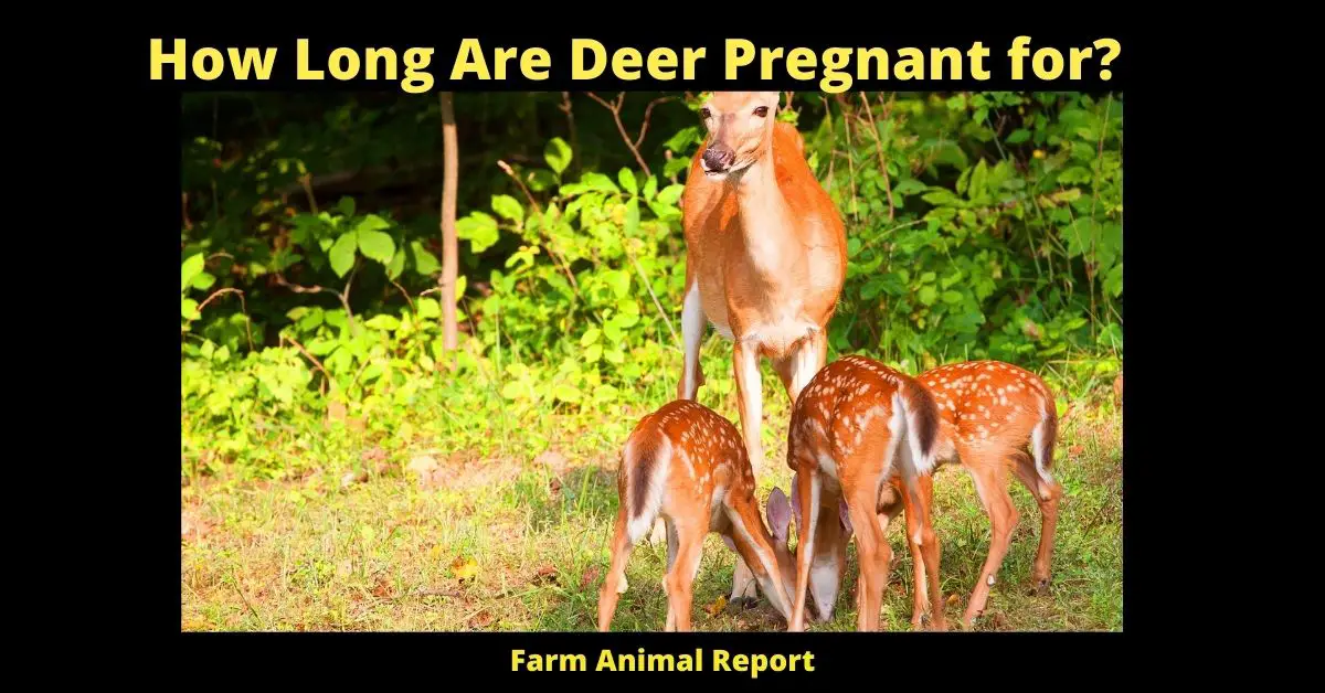 How Long Are Deer Pregnant for?