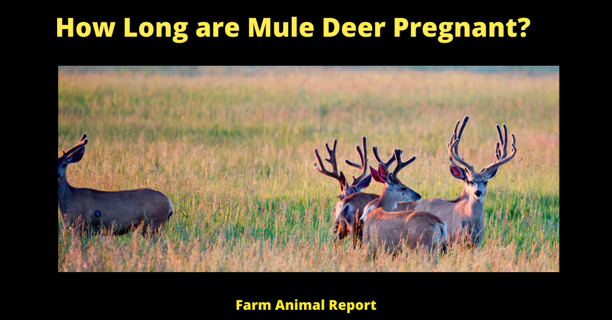 Gestation Period for a Mule Deer? 1