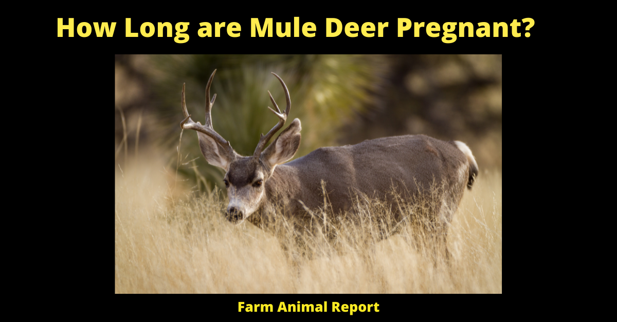 Gestation Period for a Mule Deer? 2