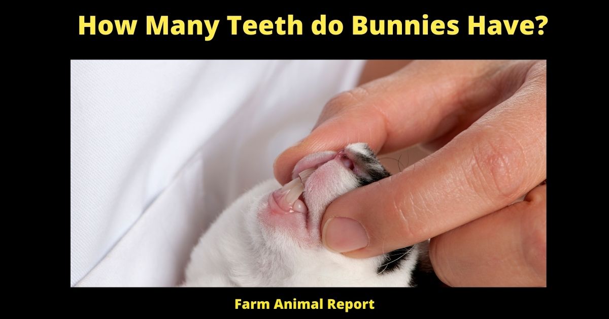 How Many Teeth do Bunnies Have? | Bunnies 1