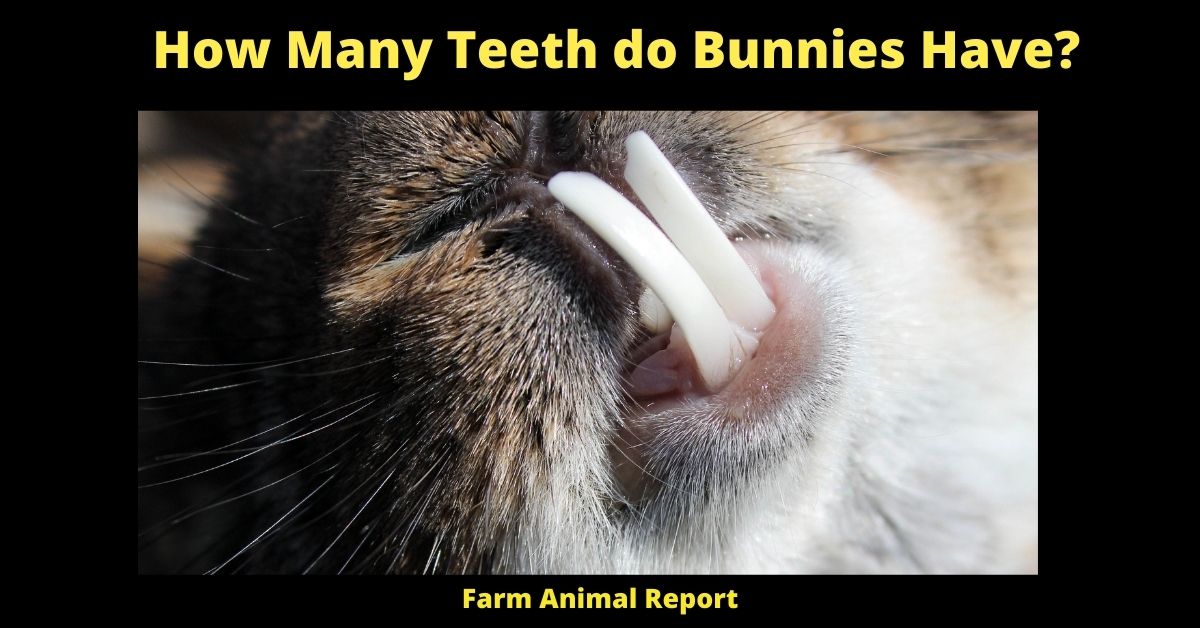 How Many Teeth do Bunnies Have? | Bunnies 2