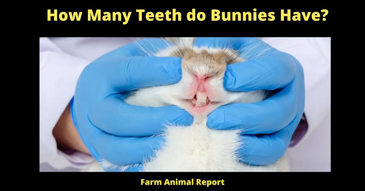 How Many Teeth do Bunnies Have?