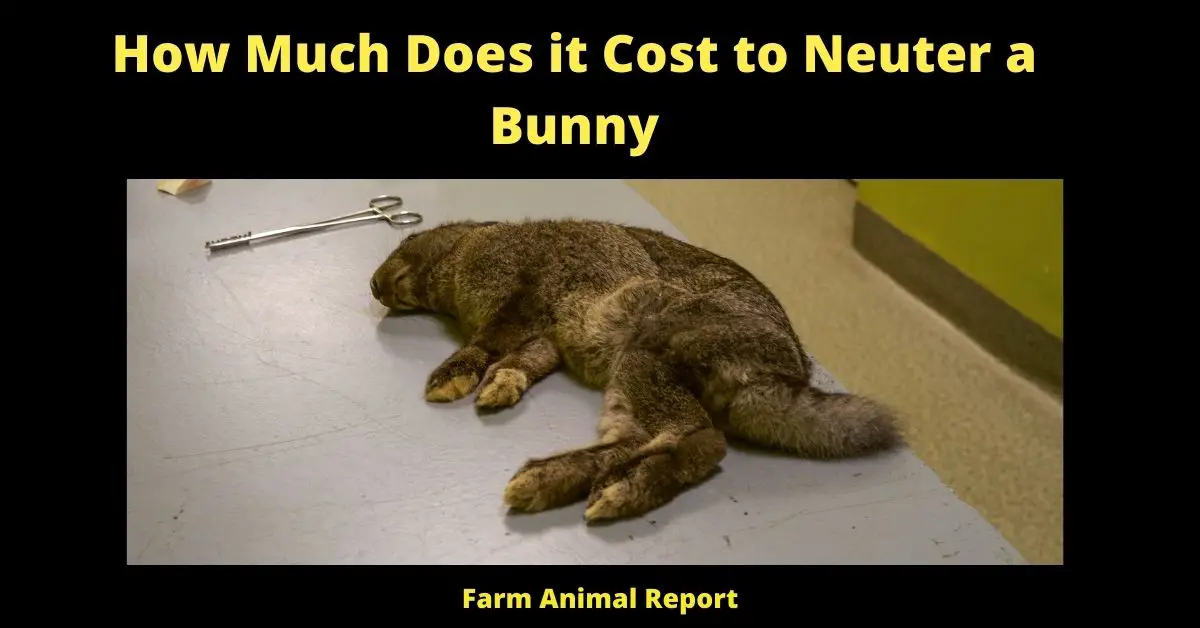 How Much Does it Cost to Neuter a Bunny 2