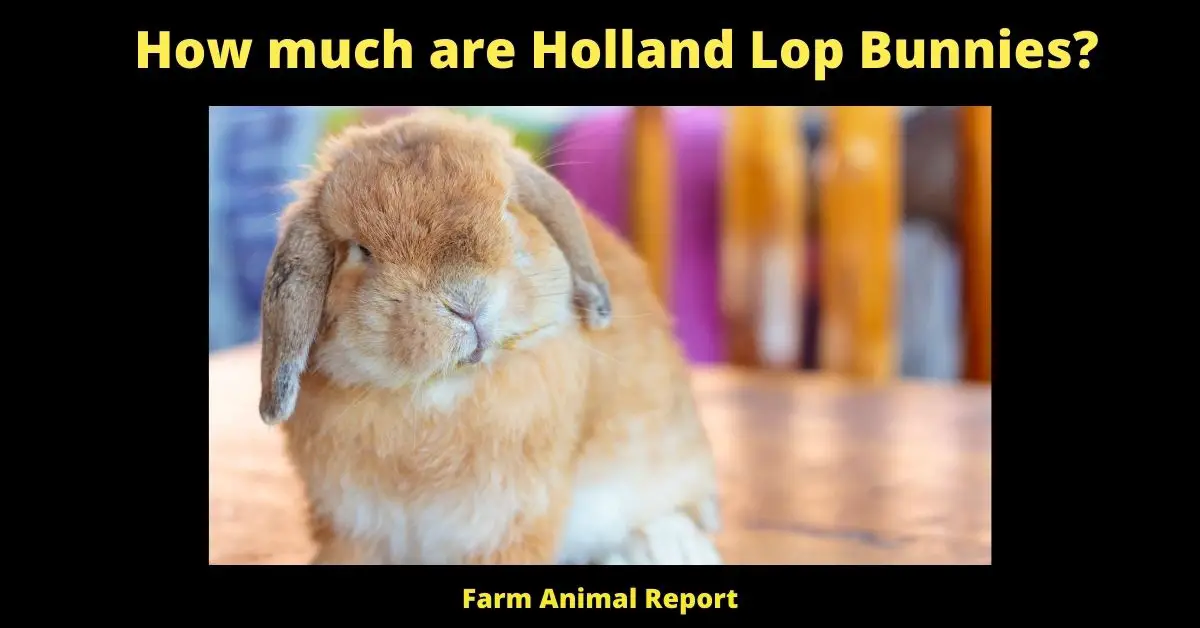 The average mini holland lop price is between $50 and $200. Some factors that can affect mini holland lop prices include the age, show quality, and colors of the bunny. Mini holland lops come in a wide variety of colors, including black, blue, chocolate, lilac, orange, steel, and tortoise. show quality bunnies usually cost more because they have been bred to meet specific standards for size, color, and fur type. As with most animals, the younger the bunny, the less expensive it will be. However, baby bunnies require a lot of care and attention, so be sure you are prepared to take on that responsibility before making your purchase. No matter what your budget is, there is sure to be a mini holland lop that is perfect for you.