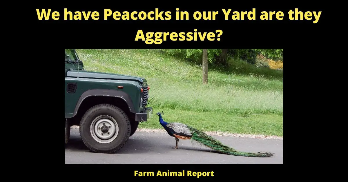 We have Peacocks in our Yard are they Aggressive? | Peacocks 1
