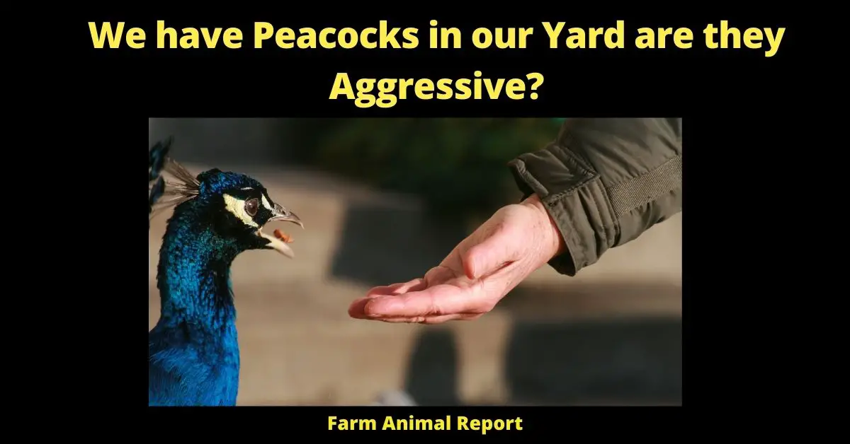 We have Peacocks in our Yard are they Aggressive? | Peacocks 2