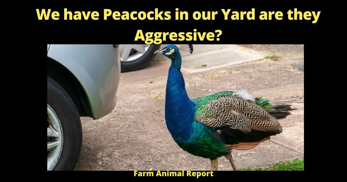 We have Peacocks in our Yard are they Aggressive?