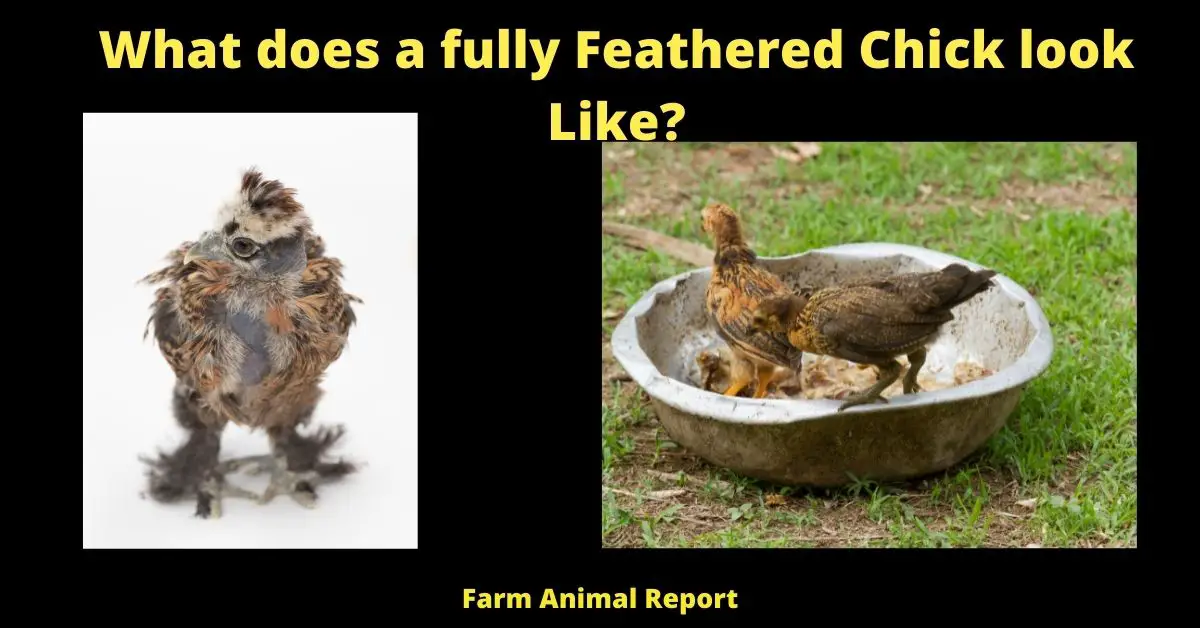 3 Stages: Fully Feathered Chicks | Chick | Chicks | PDF ( 2023 ) 2