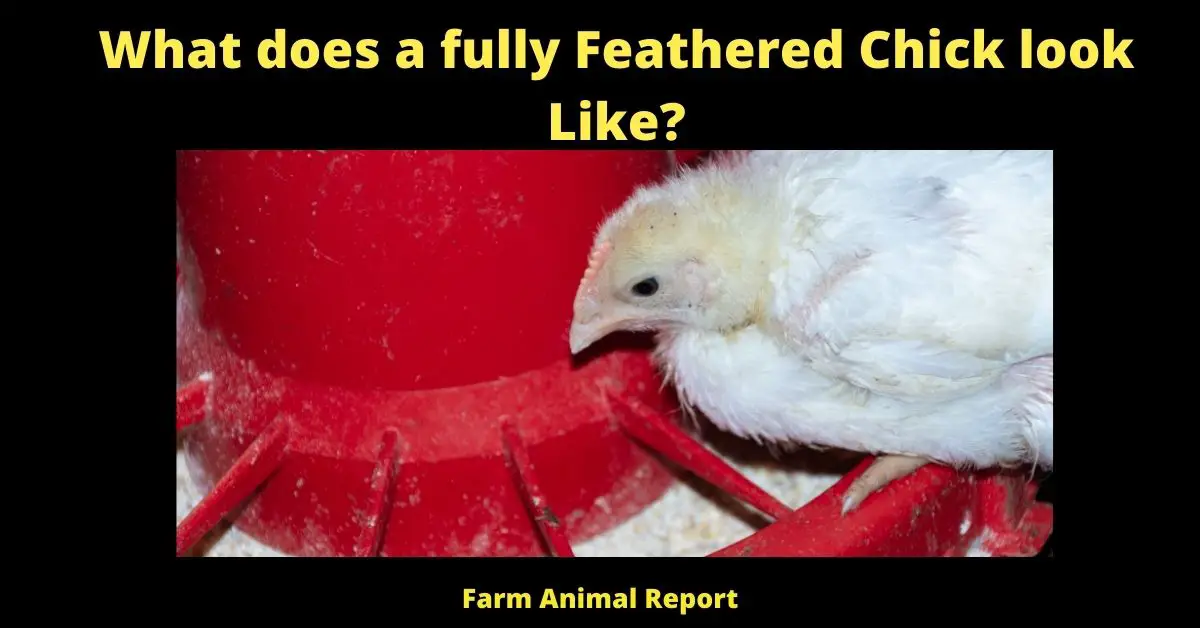 3 Stages: Fully Feathered Chicks | Chick | Chicks | PDF ( 2024 ) 3