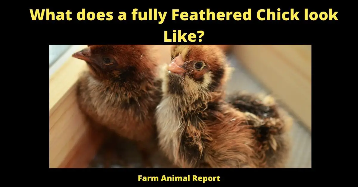 What does a fully Feathered Chick look Like?