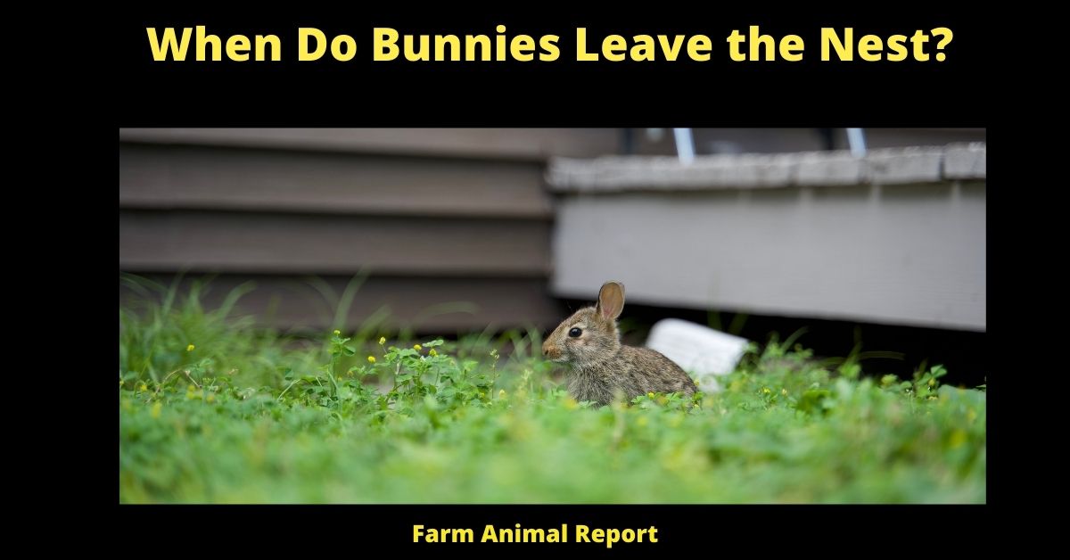 When Do Bunnies Leave the Nest? | Bunnies 2