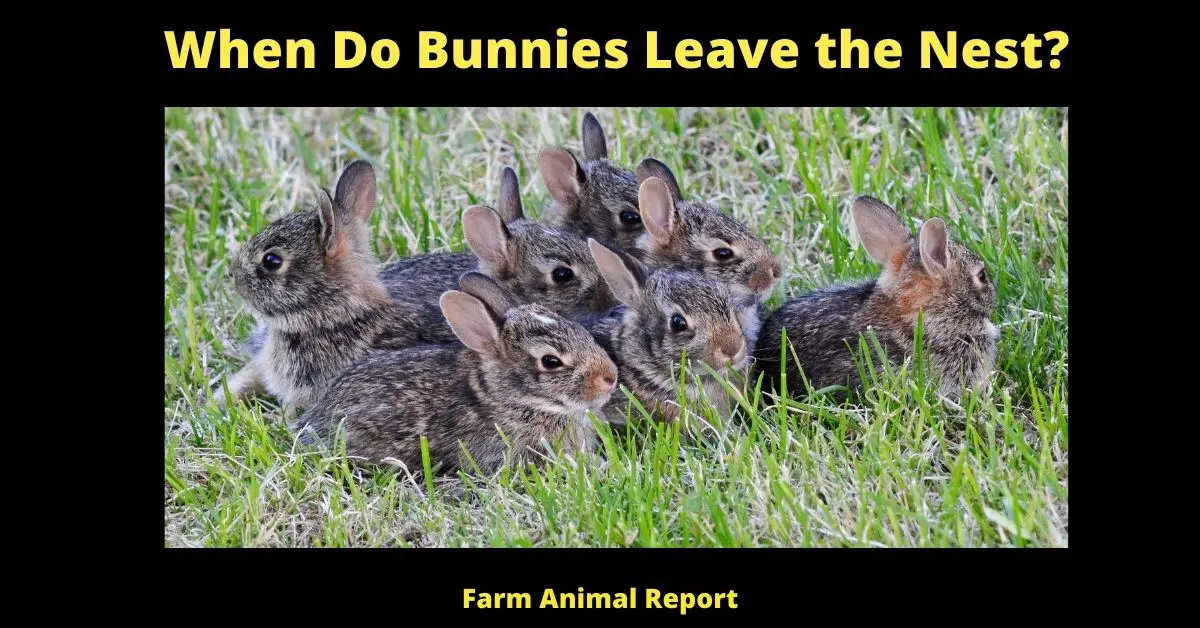 When Do Bunnies Leave the Nest?
