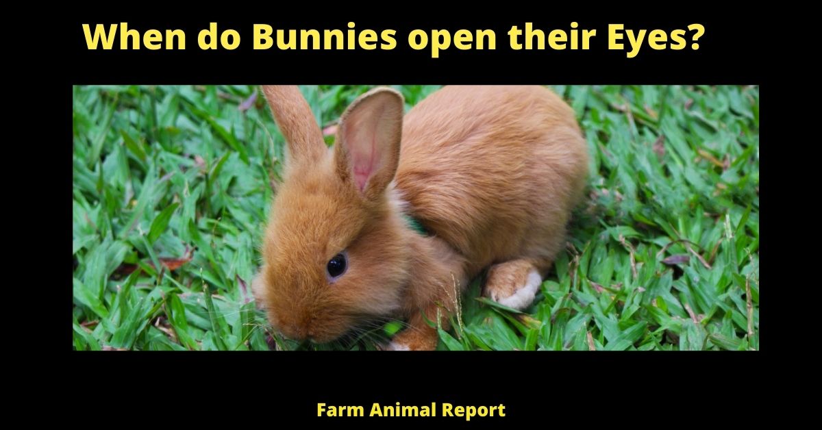 When do Bunnies open their Eyes? | Bunnies 1