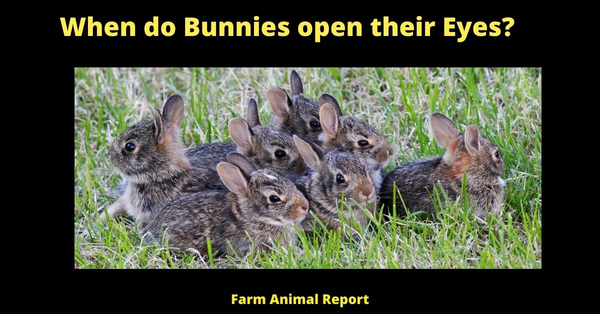 When do Bunnies open their Eyes? | Bunnies 3