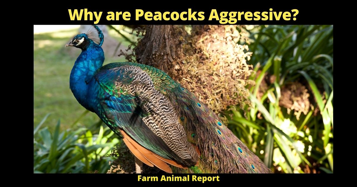 Why are Peacocks Aggressive? | Peacocks 2