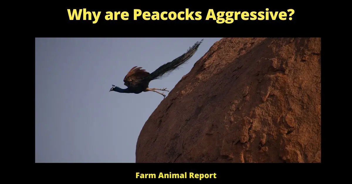 Why are Peacocks Aggressive?