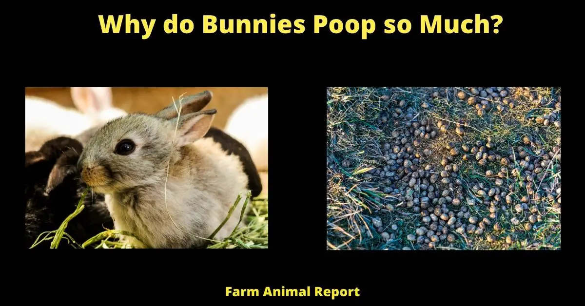 Why do Bunnies Poop so Much?