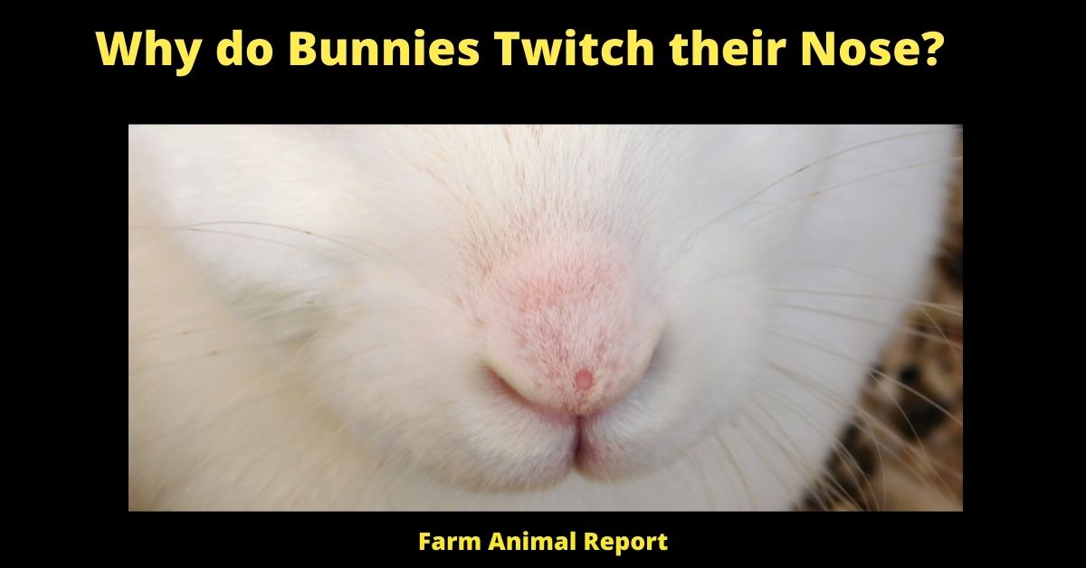 Why do Bunnies Twitch their Nose? | Bunnies 1