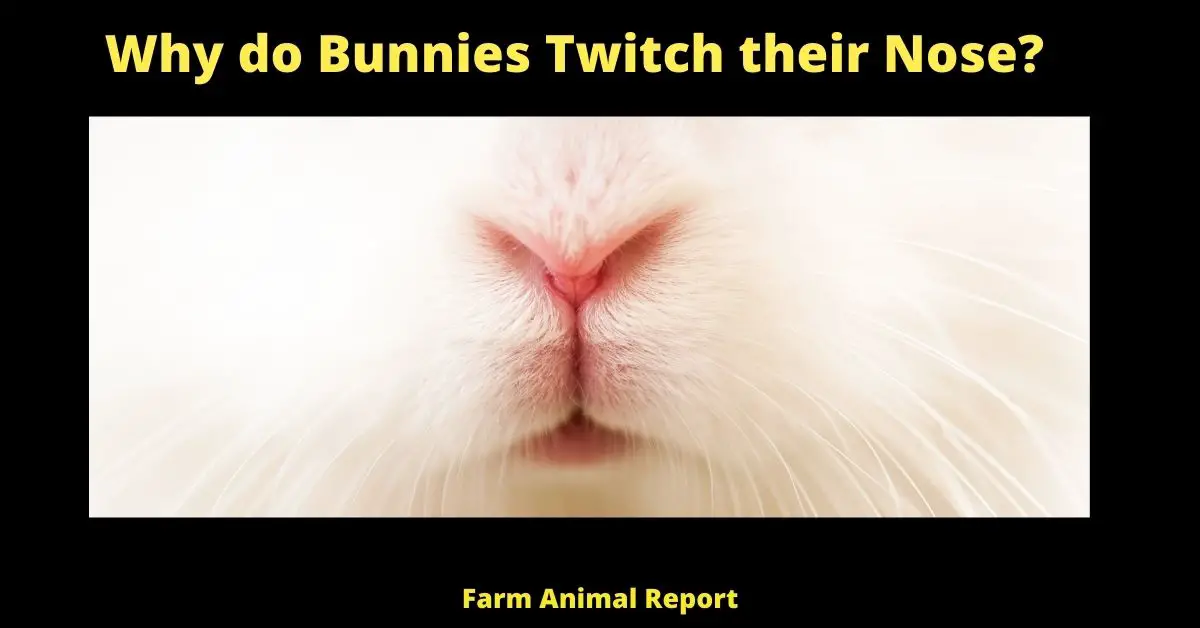 Why do Bunnies Twitch their Nose?