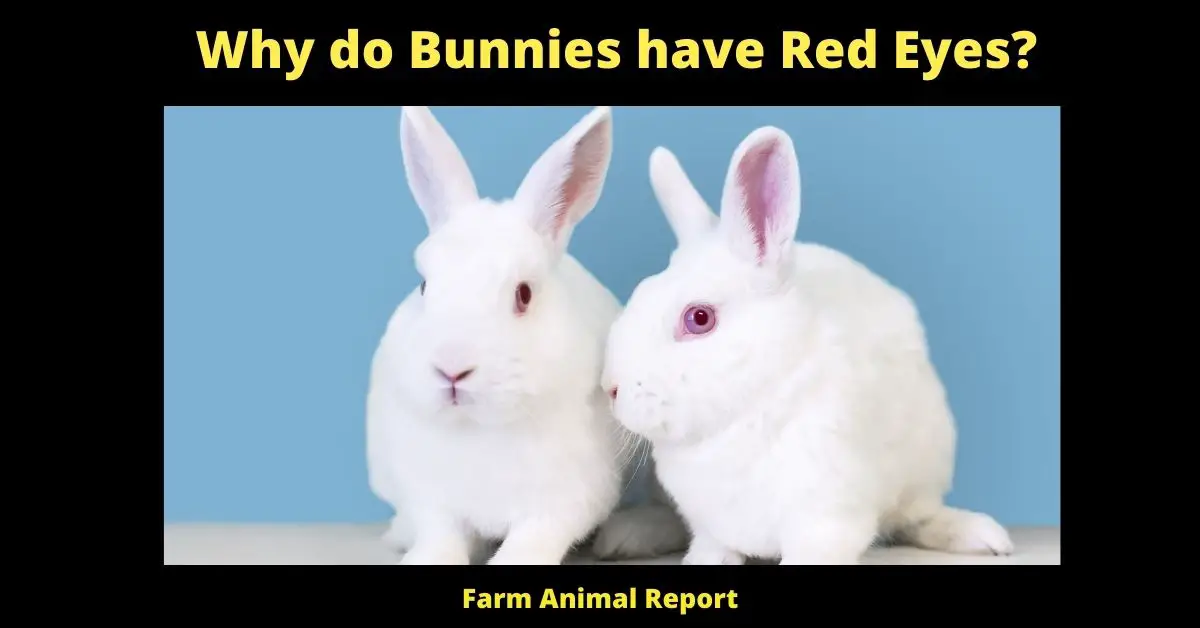 Why do Bunnies have Red Eyes? | Bunnies 1