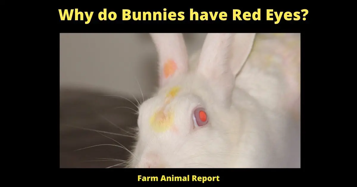 Why do Bunnies have Red Eyes? | Bunnies 2