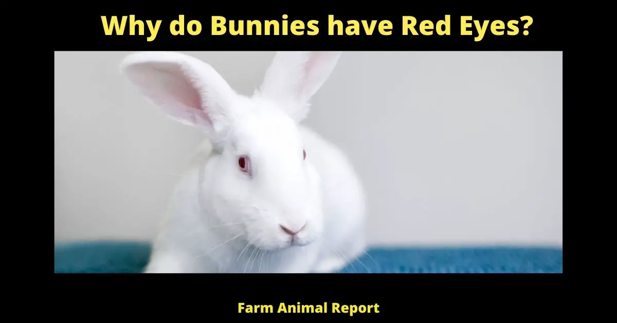 Why do Bunnies have Red Eyes?