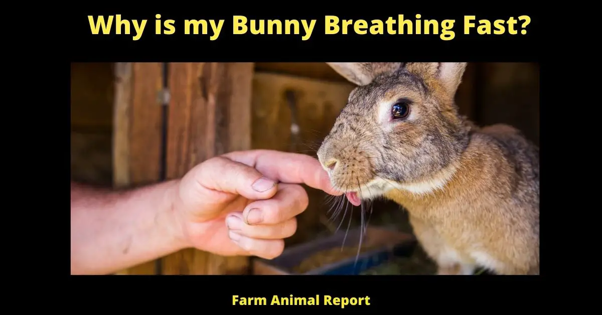 17 Possibilities: Rabbit Breathing Fast | Rabbit | Rabbits | Rapid Breathing 1
