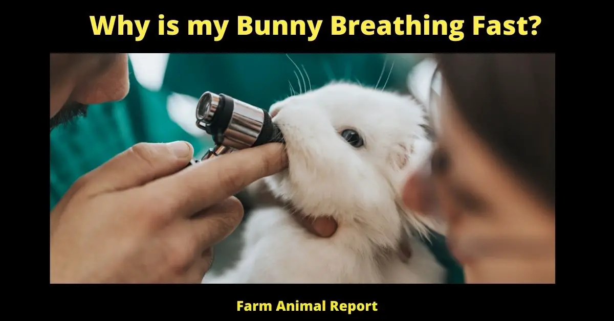 Why is my Bunny Breathing Fast?