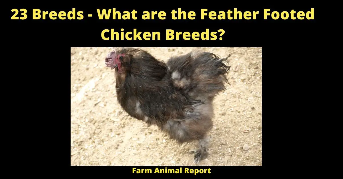 23 Breeds - What are the Feather Feet Chicken Breeds? 1