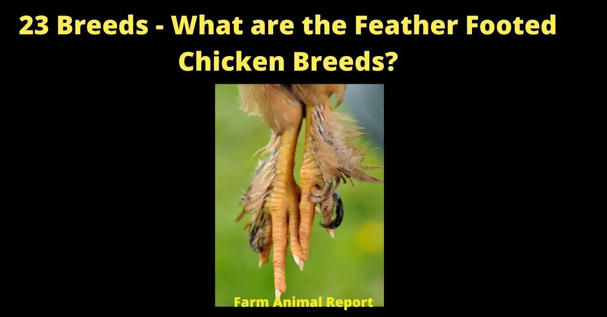 23 Breeds - What are the Feather Footed Chicken Breeds?
