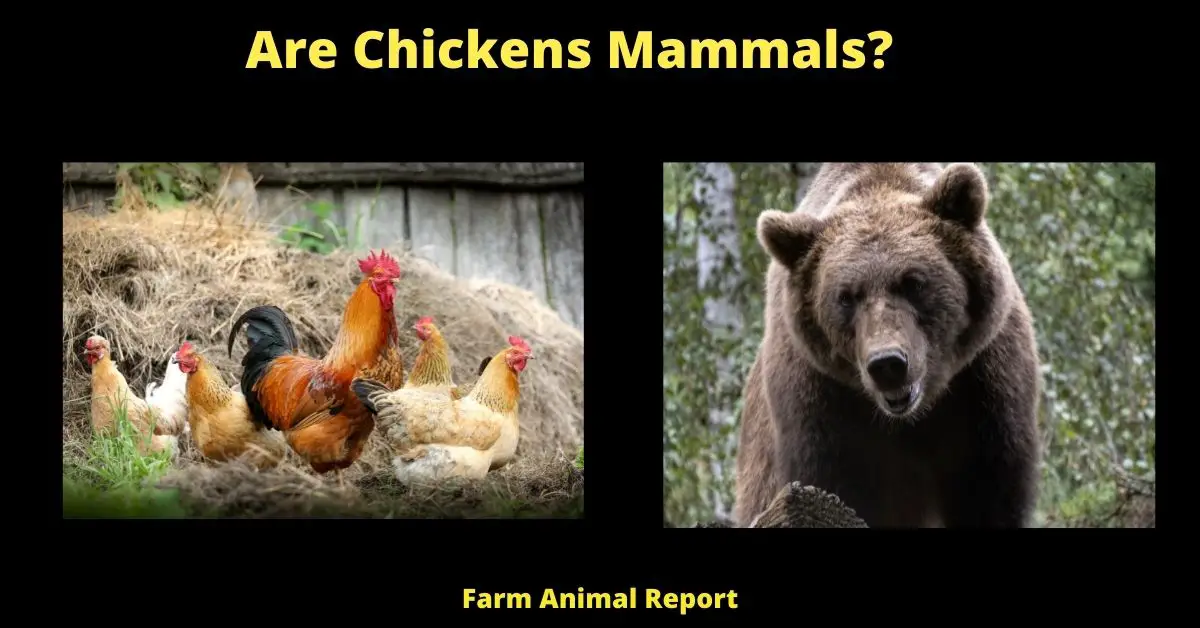 Is a Chicken a Mammal | Chickens Mammals (Animals, Birds, Reptiles) 1