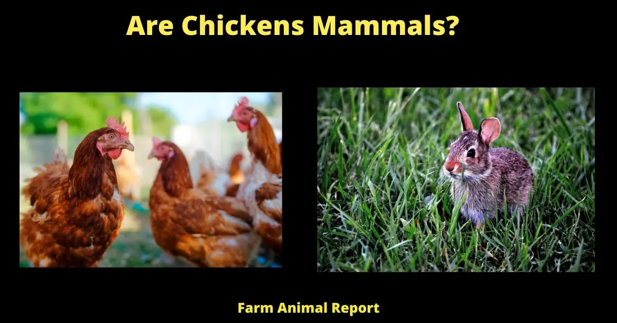 Are Chickens Mammals?
