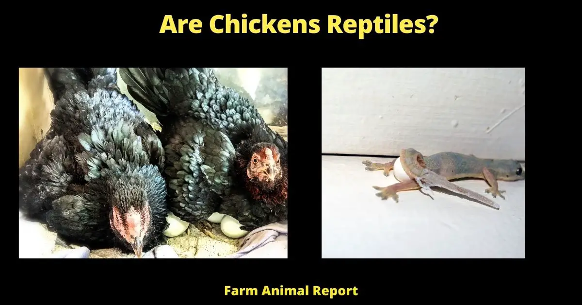 Are Chickens Reptiles? (Compare Birds, Mammals, Reptiles) 2