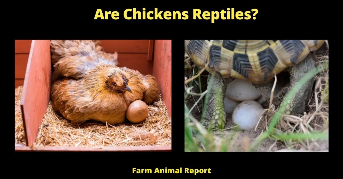 Are Chickens Reptiles?