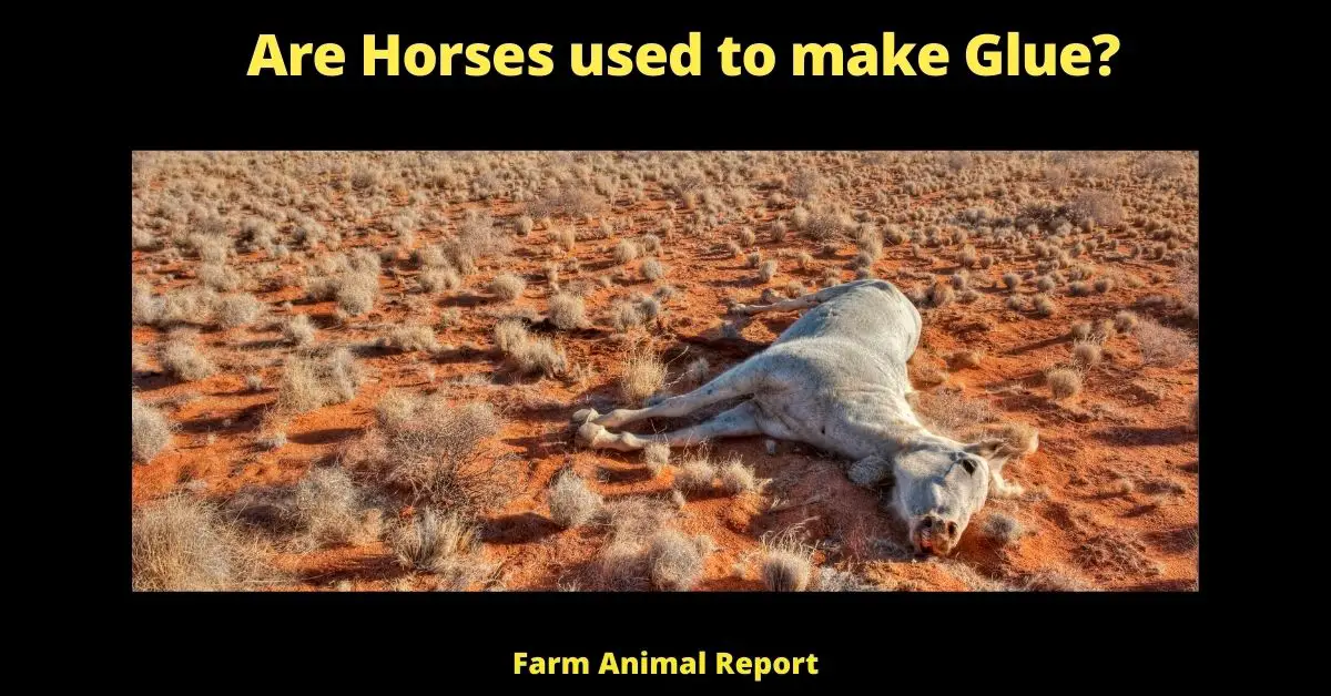 Are Horses Still used to make Glue Today? 1